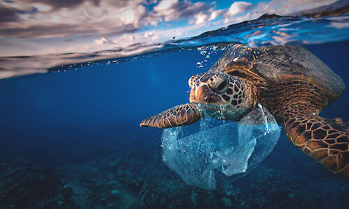Sea turtle with plastic bag stuck in its mouth