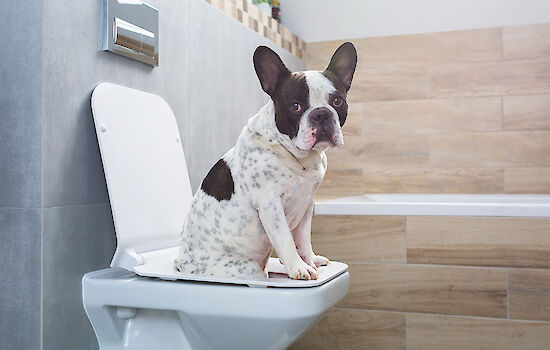 Dog sitting on a toilet