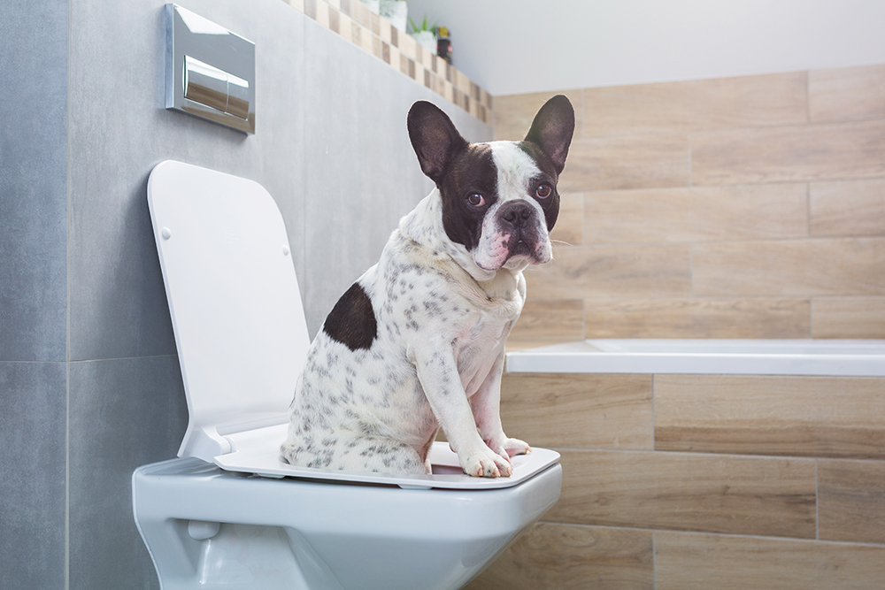 Dog sitting on a toilet