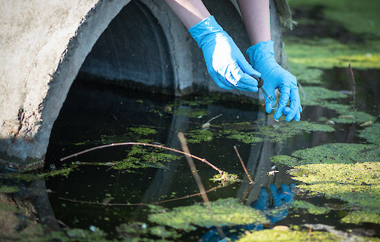 Gloved hands collecting a water sample from an algae bloom