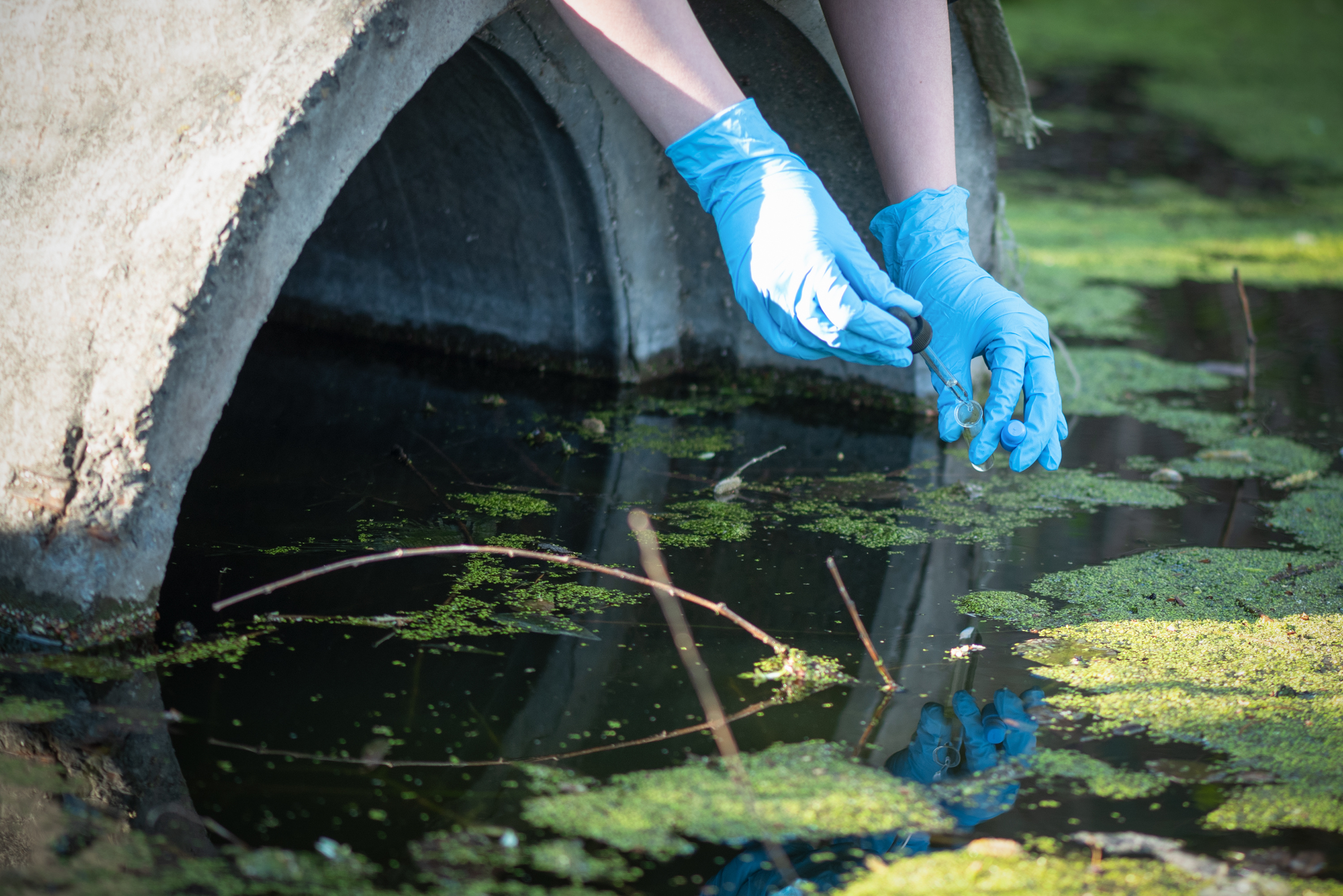 Gloved hands collecting a water sample from an algae bloom