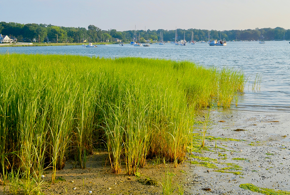 Marsh wetland