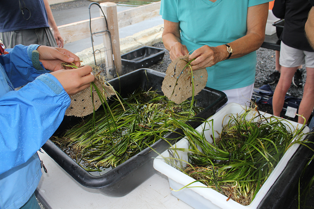 Volunteers creating seedling mats
