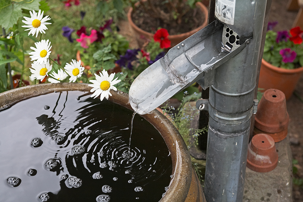 Rain barrel and downspout