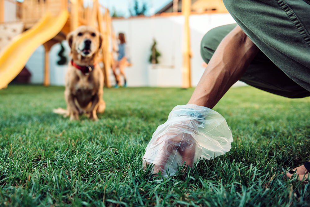 Picking up animal waste in backyard