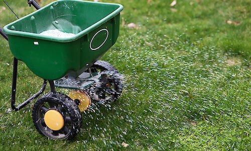 Spreading fertilizer on a lawn